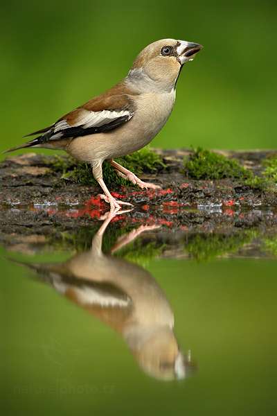 Dlask tlustozobý (Coccothraustes coccothraustes)