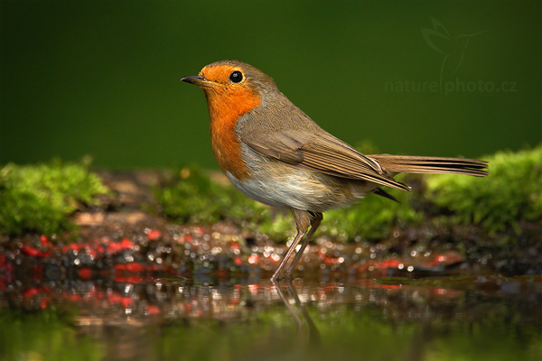 Červenka obecná (Erithacus rubecula)