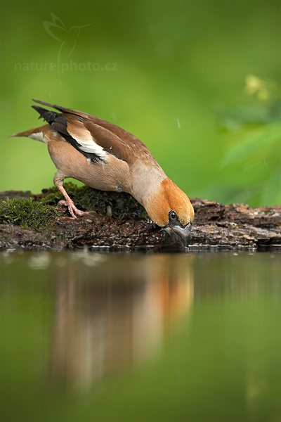 Dlask tlustozobý (Coccothraustes coccothraustes)