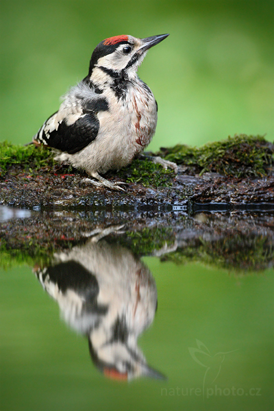Strakapoud jižní (Dendrocopos syriacus)