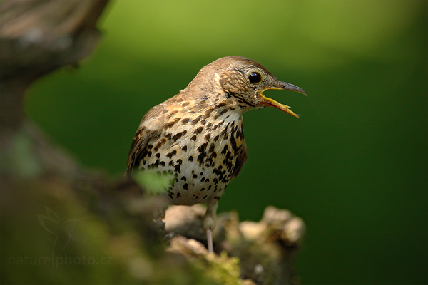 Drozd zpěvný (Turdus philomelos)