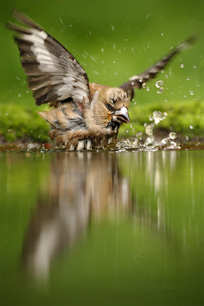 Dlask tlustozobý (Coccothraustes coccothraustes)