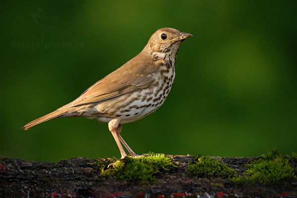 Drozd zpěvný (Turdus philomelos)
