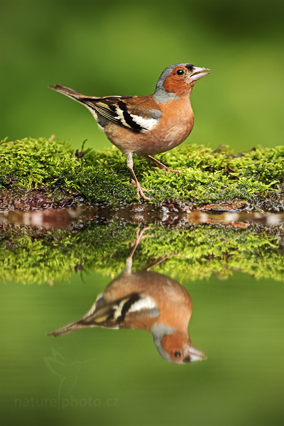 Pěnkava obecná (Fringilla coelebs)