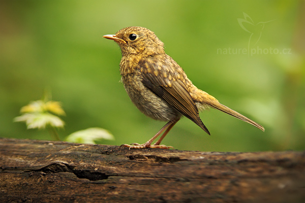 Červenka obecná (Erithacus rubecula)