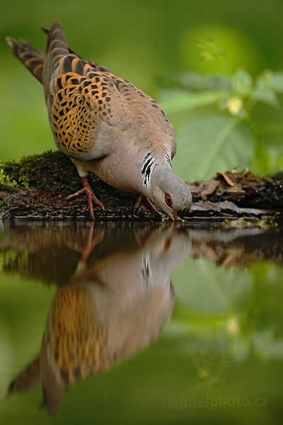 Hrdlička divoká (Streptopelia turtur)