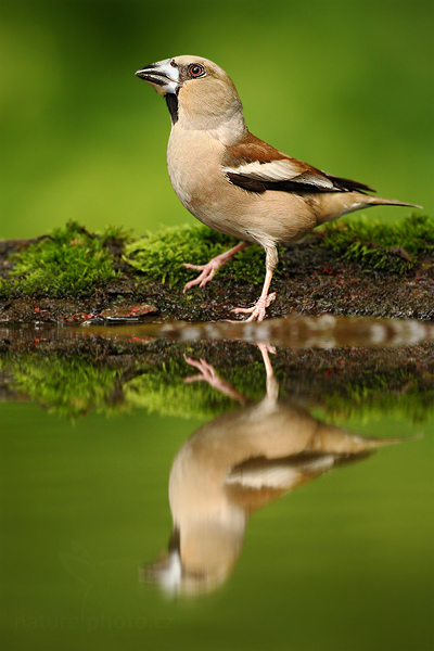 Dlask tlustozobý (Coccothraustes coccothraustes)