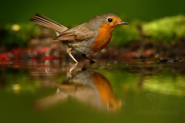 Červenka obecná (Erithacus rubecula)