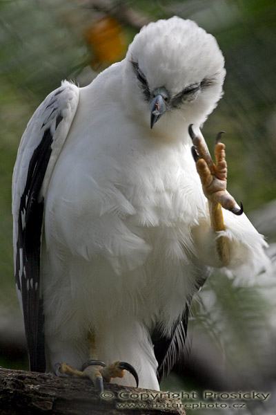 Orel černobílý (Spizastur melanoleucus)