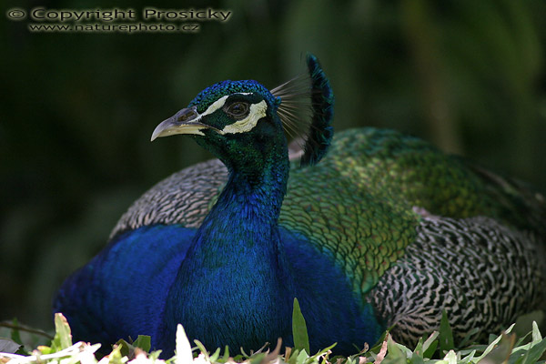 Páv korunkatý (Pavo cristatus)