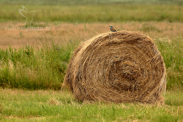 Mandelík hajní (Coracius garrulus)