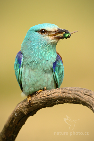 Mandelík hajní (Coracius garrulus)