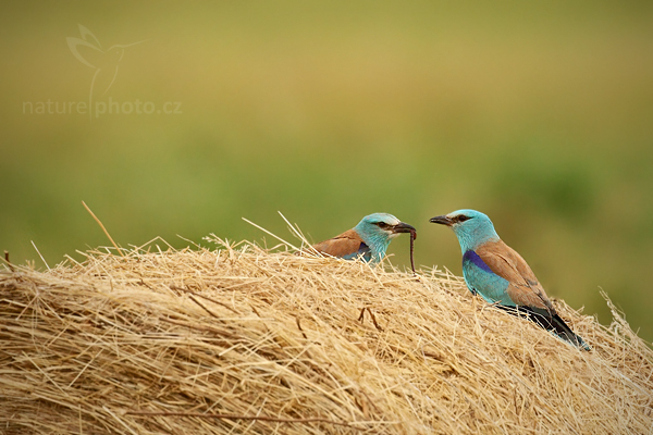 Mandelík hajní (Coracius garrulus)