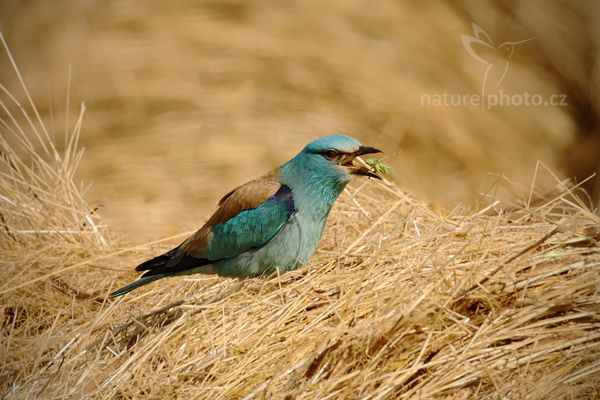 Mandelík hajní (Coracius garrulus)