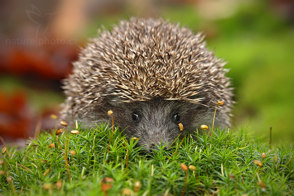 Ježek obecný (Erinaceus europaeus)