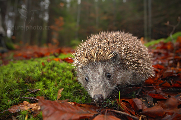 Ježek obecný (Erinaceus europaeus)