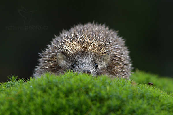 Ježek obecný (Erinaceus europaeus)
