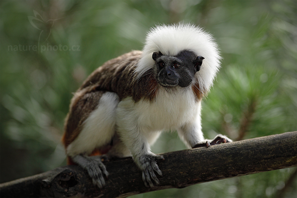 Tamarín pinčí (Saguinus oedipus)