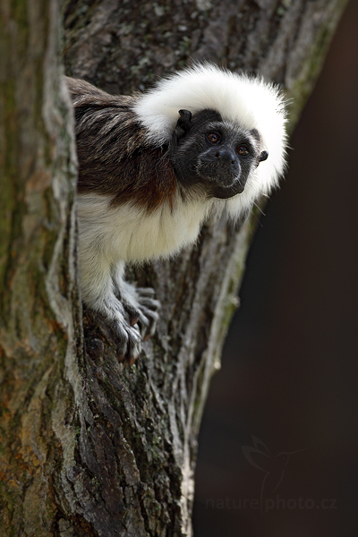 Tamarín pinčí (Saguinus oedipus)