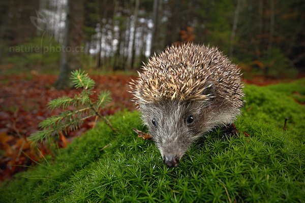 Ježek obecný (Erinaceus europaeus)