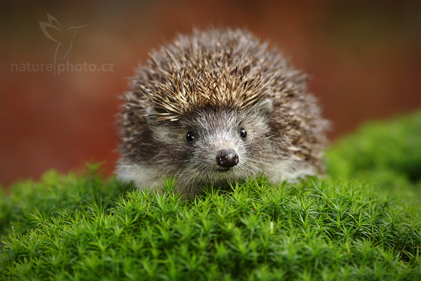 Ježek obecný (Erinaceus europaeus)