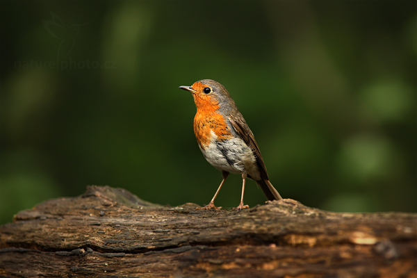 Červenka obecná (Erithacus rubecula)