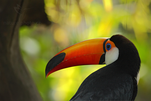 Tukan obrovský (Ramphastos toco)