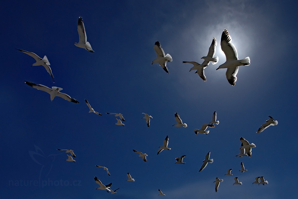 Racek jižní (Larus dominicanus)