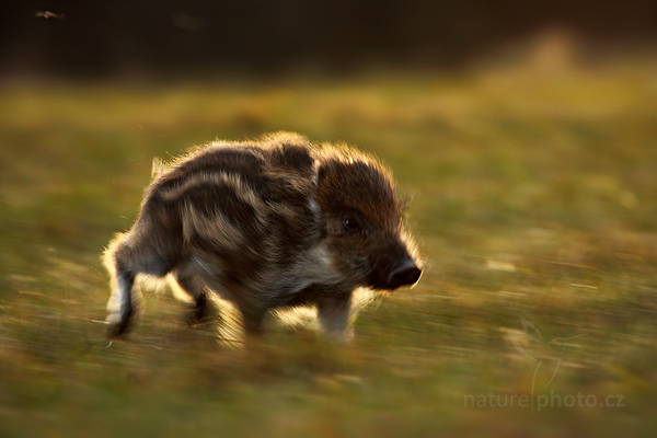 Prase divoké (Sus scrofa)