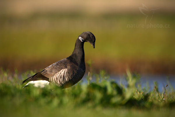 Berneška tmavá (Branta bernicla)