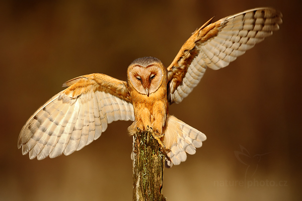 Sova pálená (Tyto alba)