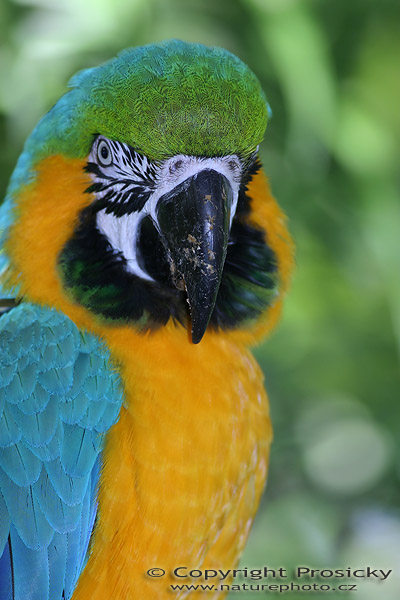 Ara ararauna (Ara ararauna)