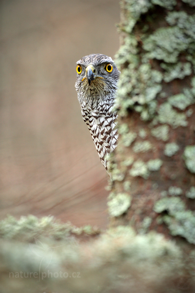 Jestřáb lesní (Accipiter gentilis)