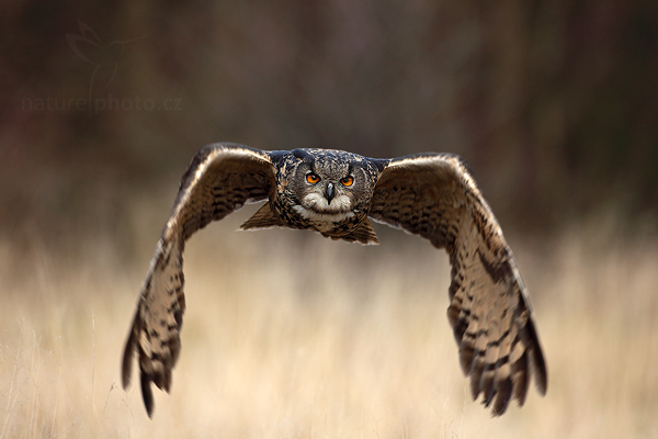 Výr velký (Bubo bubo)