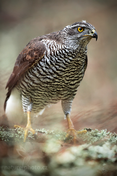 Jestřáb lesní (Accipiter gentilis)