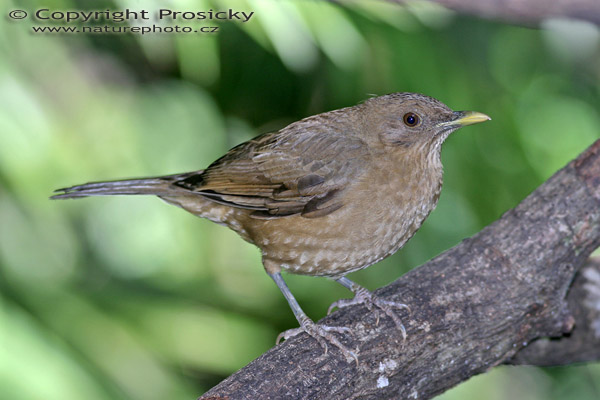 Drozd hnědý (Turdus grayi)