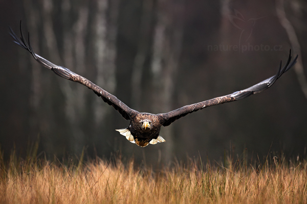 Orel mořský (Haliaeetus albicilla)
