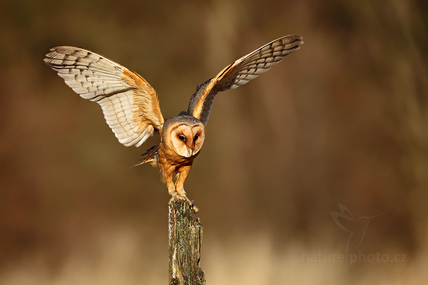 Sova pálená (Tyto alba)