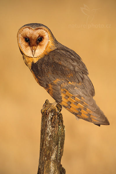 Sova pálená (Tyto alba)