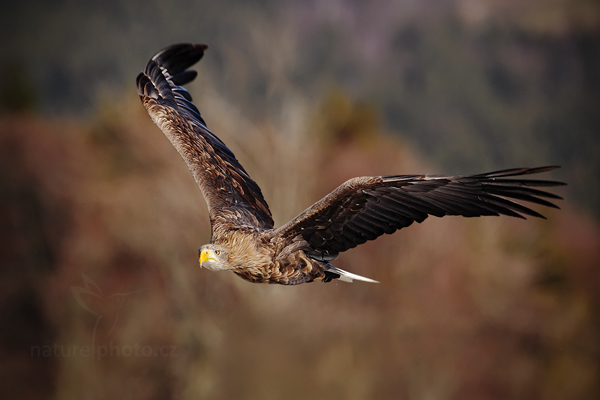 Orel mořský (Haliaeetus albicilla)