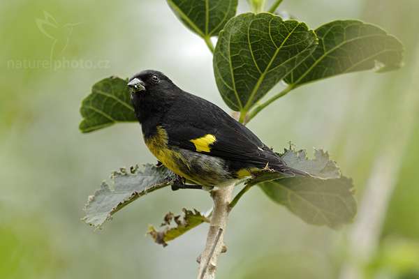 Trupiál mexický (Icterus prosthemelas)