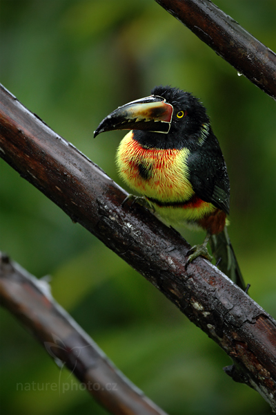 Arassari obojkový (Pteroglossus torquatus)