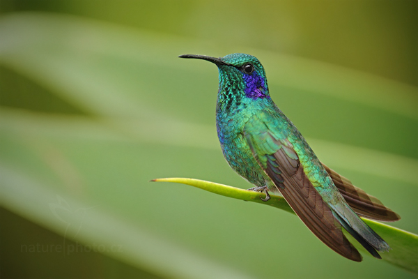 Kolibřík zelený (Colibri thalassinus)