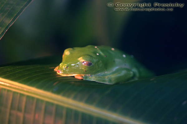 Lístovnice červenooká (Agalychnis callidryas)