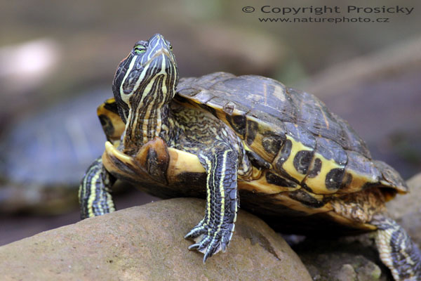 Želva nádherná (Trachemys scriptta)