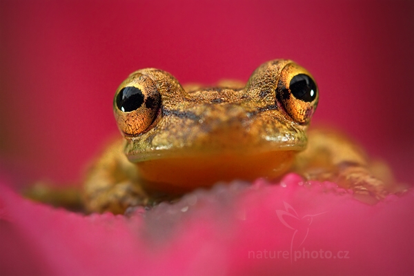Rosnivka Staufferova (Scinax staufferi)