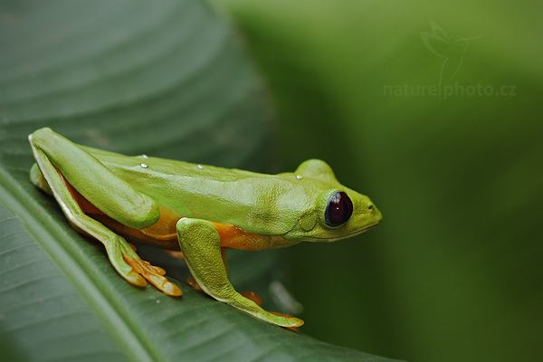 Listovnice Spurrelova (Agalychnis spurrelli)