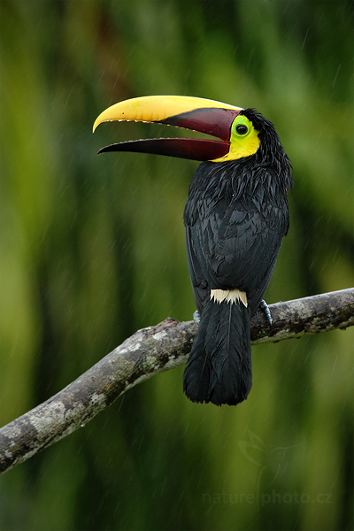 Tukan hnědohřbetý (Ramphastos swainsonii)