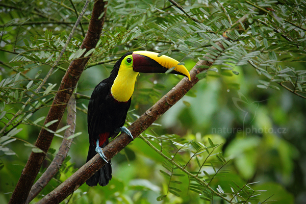 Tukan hnědohřbetý (Ramphastos swainsonii)