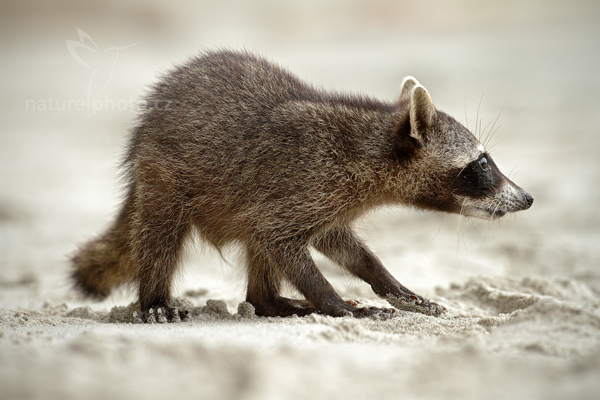Mýval severní (Procyon lotor)